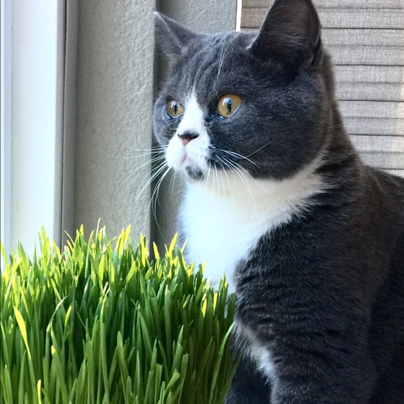 Meet your Posher, Susanna - Picture 4 of 5